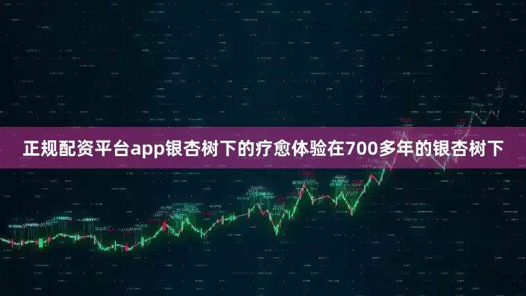 正规配资平台app银杏树下的疗愈体验在700多年的银杏树下